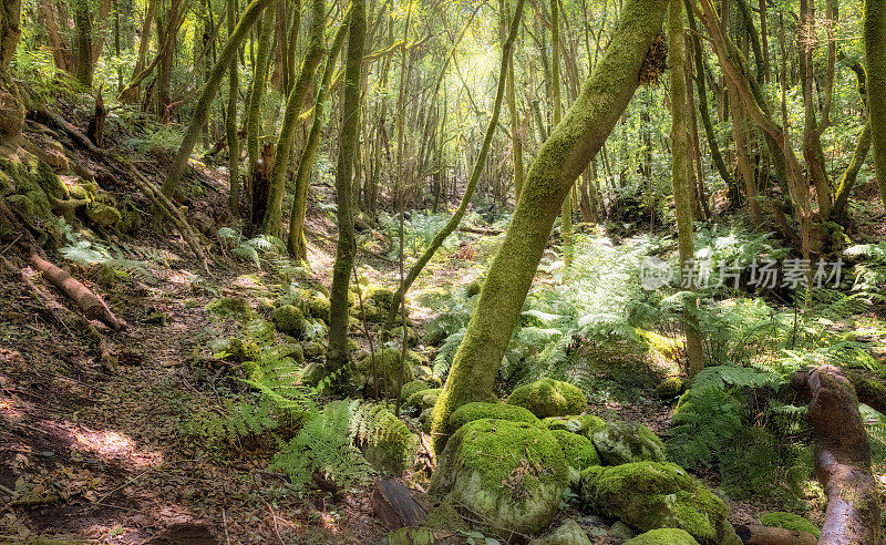 美丽的月桂树森林(Laurisilva) El Cedro ' Monteverde '在加拉约内国家公园(La Gomera /西班牙)